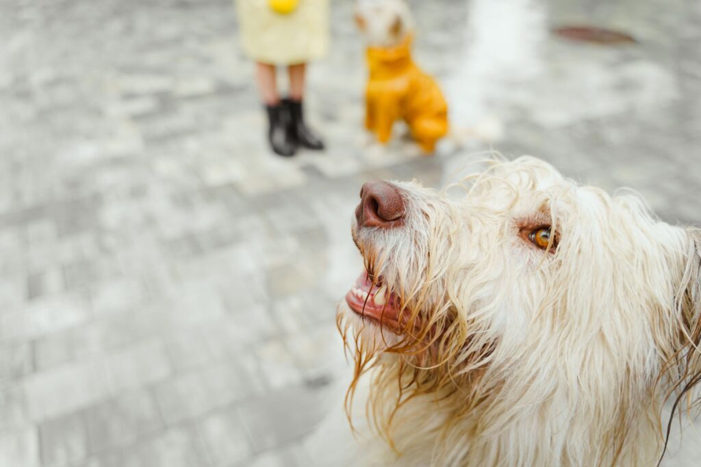 dog wash reconversion erreurs fréquentes éviter