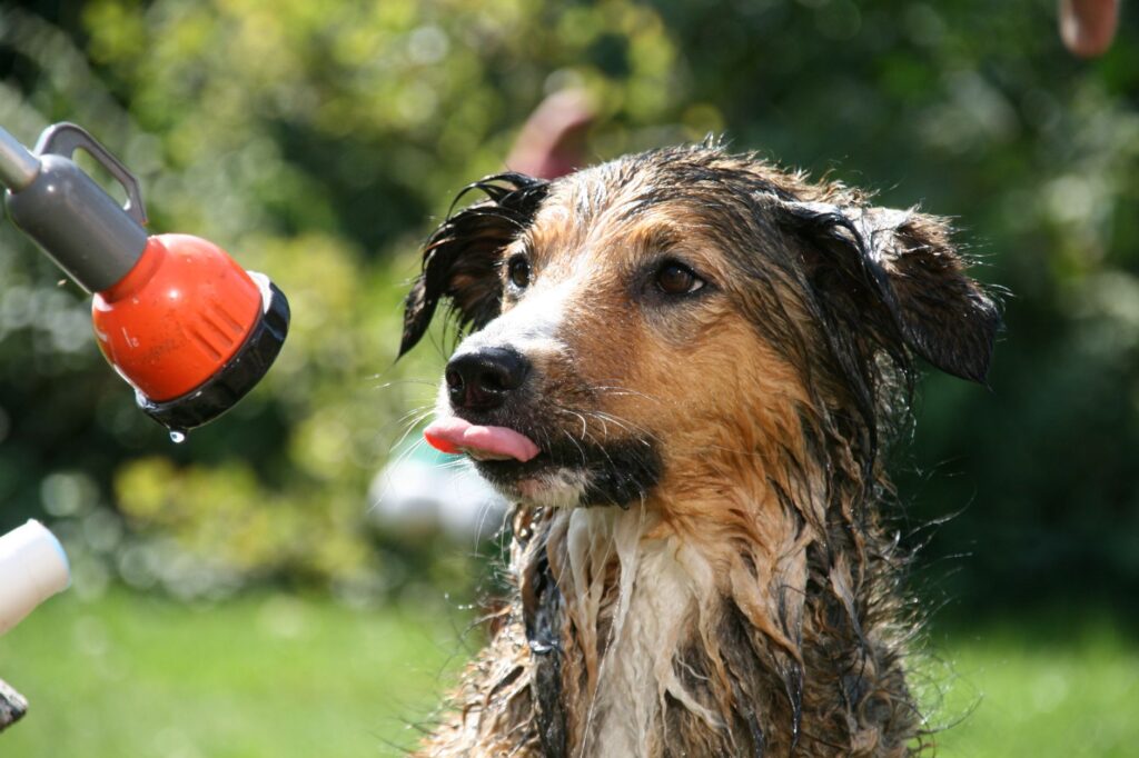 dog wash reconversion installer